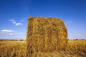 campo agrícola de perto foto