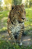 leopardo na selva foto