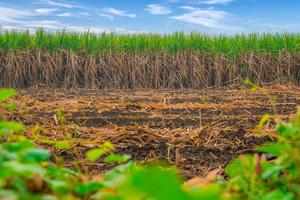 campo de cana-de-açúcar com sky.sugarcane é uma cultura econômica importante para os agricultores tailandeses. foto