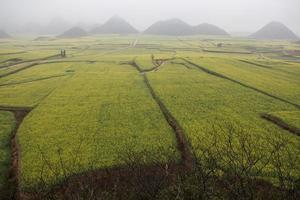 campo de flores de colza amarela com a névoa em luoping, china foto