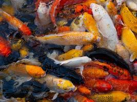 peixe carpa fantasia colorida, peixe koi foto
