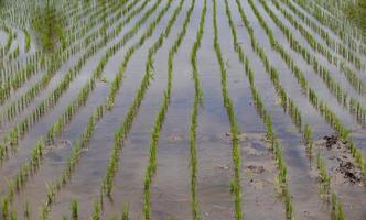 campos de arroz, começaram a crescer no campo foto