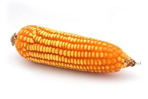 closeup de milho em um fundo branco foto