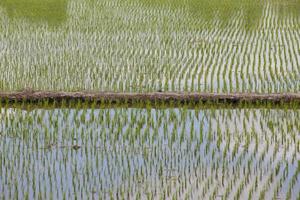 campos de arroz, começaram a crescer no campo foto