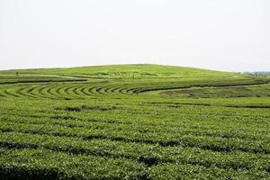 plantações de chá verde na montanha foto