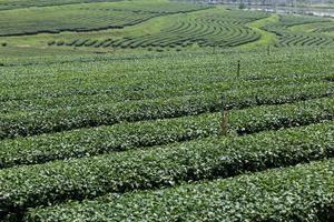 paisagem de plantação de chá foto
