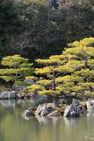 jardim japonês no famoso kinkakuji foto