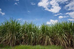 paisagem de plantação de cana-de-açúcar foto