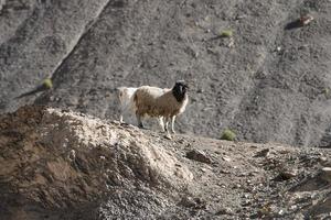 cabras na rocha na terra da lua lamayuru ladakh, índia foto
