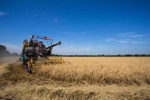 agricultor colhendo arroz no arrozal foto