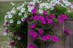 cerca de madeira com flores foto