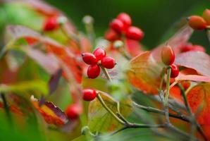 frutas vermelhas ardisia crenata foto