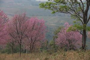 cereja selvagem do Himalaia na Tailândia foto