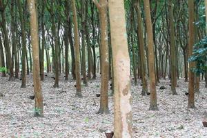 jardim de árvores de borracha no sul da tailândia foto