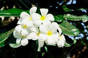 plumeria flores brancas e amarelas com folhas foto