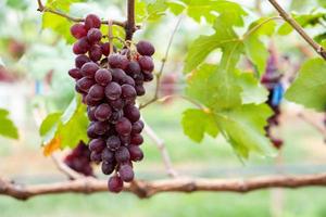 close-up de uvas vermelhas na videira no campo, cultivadas na tailândia foto