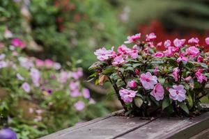 cerca de madeira com flores foto