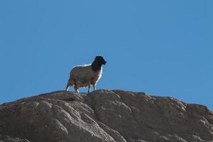 cabras na rocha na terra da lua lamayuru ladakh, índia foto