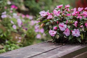 cerca de madeira com flores foto