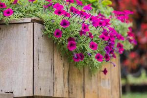 cerca de madeira com flores foto