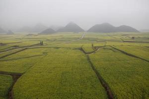 campo de flores de colza amarela com a névoa em luoping, china foto