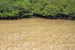 floresta de mangue no lugar tropical foto
