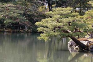 jardim japonês no famoso kinkakuji foto