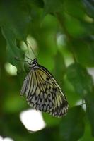 borboleta de ninfa de árvore branca muito bonita em uma folha verde foto