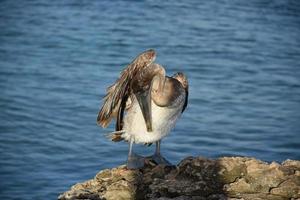 pelicano marrom com sua asa levantada foto