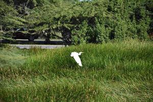 garça branca voando sobre uma área pantanosa de grama foto