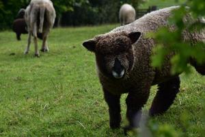 ovelha ryeland desgrenhada em uma fazenda no norte da Inglaterra foto
