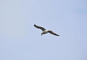 pássaro gaivota com as asas estendidas em voo foto