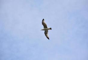 lindas asas cinzentas e brancas estendidas em voo em uma gaivota foto