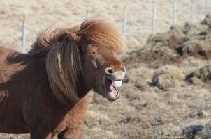 cavalo islandês rindo de uma forma engraçada foto