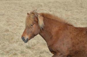 cavalo islandês castanho em um campo de feno na Islândia foto