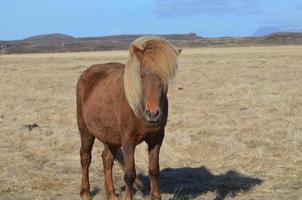 lindo cavalo castanho em pé em um campo islandês foto