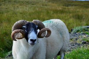 ovelha com grandes chifres na ilha de skye foto