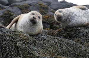 focas adoráveis deitadas em cachos de algas marinhas foto