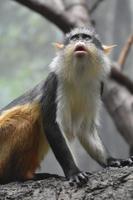 macaco guenon do lobo olhando para outro macaco foto