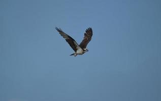 águia-pescadora voando em um céu azul foto