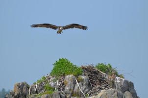 águia-pescadora chegando para pousar em seu ninho foto