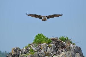 águia-pescadora incrível com suas asas expandidas sobre um ninho foto