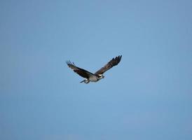 pássaro osprey em voo no céu foto