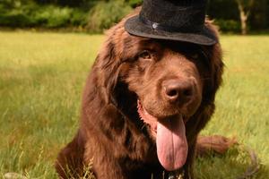 cachorro marrom da terra nova com uma cartola foto