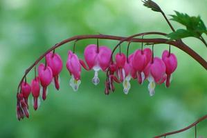 flores de flores de coração sangrando muito penduradas foto