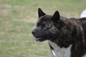 lindo cachorro akita foto