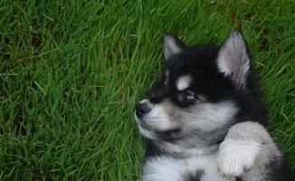 lindo cachorrinho alusky preto e branco foto