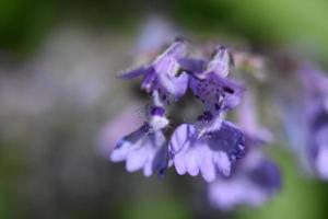 bela floração macro de flor de catwort roxa foto