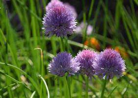 muito rosa e cebolinha florida de lavanda em um jardim foto