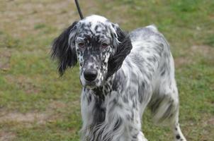 cão setter inglês manchado preto e branco foto